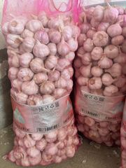Fresh Garlic – product photo 1, product detail gallery